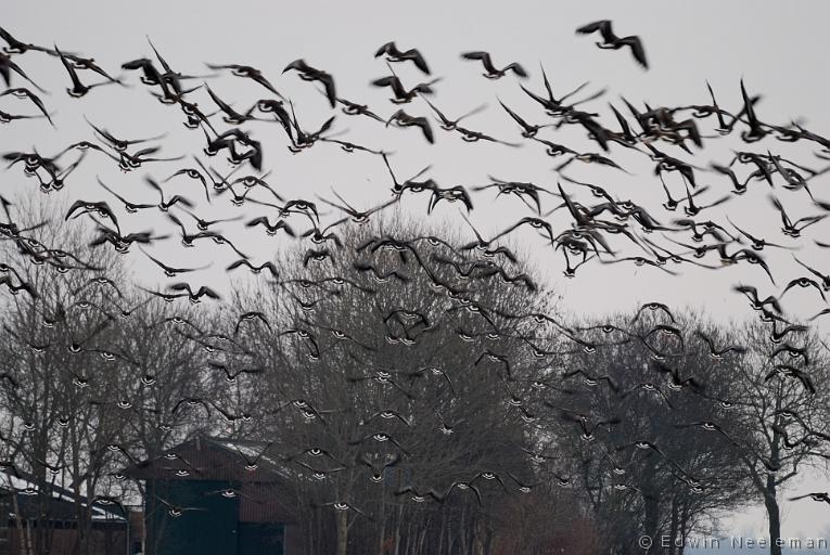 ENE-20100214-0045.jpg - [nl] Grauwe ganzen ( Anser anser ) | Tusschenbroek, Ossenzijl, Weerribben, Nederland[en] Greylag Geese ( Anser anser ) | Tusschenbroek, Ossenzijl, Weerribben, the Netherlands